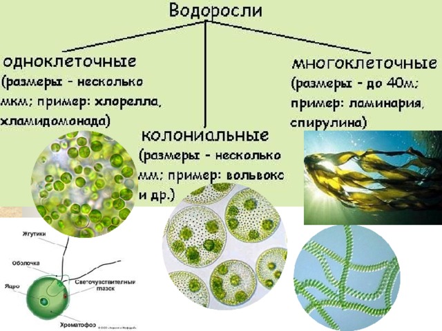 Водоросли , презентация к уроку