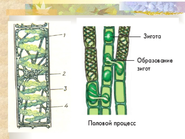 Размножение водорослей улотрикс. Нитчатые водоросли строение. Улотрикс конъюгация. Размножение спирогиры схема. Спирогира строение конъюгация.
