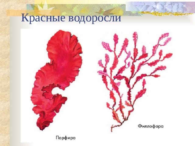 Красные водоросли 