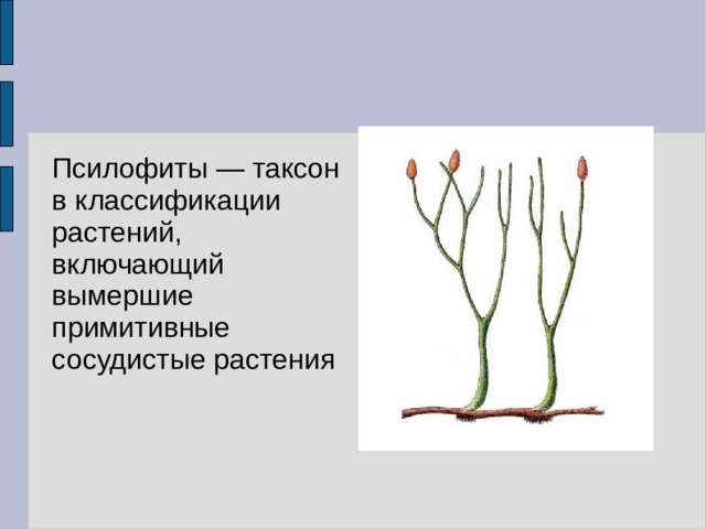 Псилофиты — таксон в классификации растений, включающий вымершие примитивные сосудистые растения 