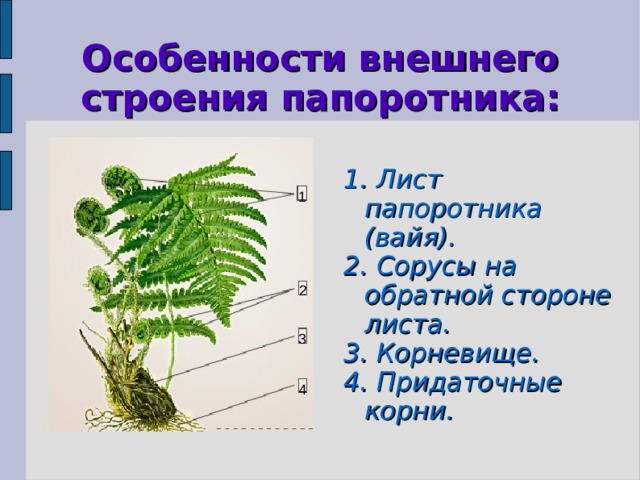 Особенности внешнего строения папоротника: 1. Лист папоротника (вайя). 2. Сорусы на обратной стороне листа. 3. Корневище. 4. Придаточные корни. 1 2 3 4 