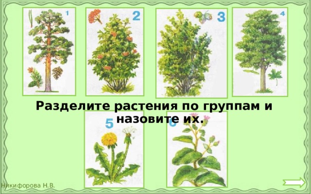 На какие две группы можно разделить растения. Разделение растений на группы. Разделить растения на группы. Растительность Разделение растений. Разделите растения по группам.