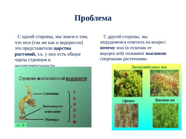 Сравните водоросли