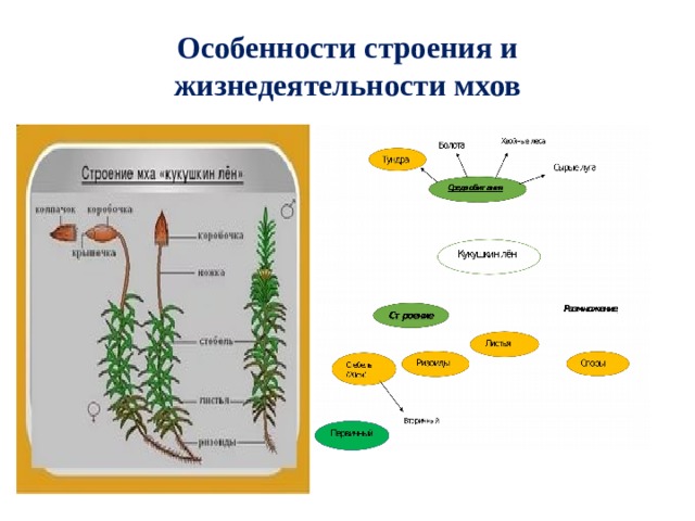 Особенности строения и жизнедеятельности мхов 