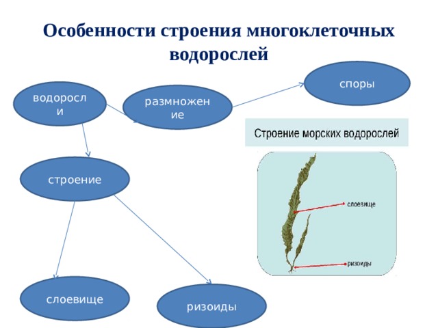 Таблица водоросли 7 класс