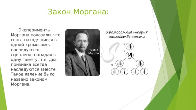 Закон Моргана:  Эксперименты Моргана показали, что гены, находящиеся в одной хромосоме, наследуются сцеплено, попадая в одну гамету, т.е. два признака всегда наследуются вместе. Такое явление было названо законом Моргана. 