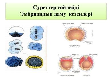 Ағзалардың жеке дамуы түсінігі 7 сынып презентация