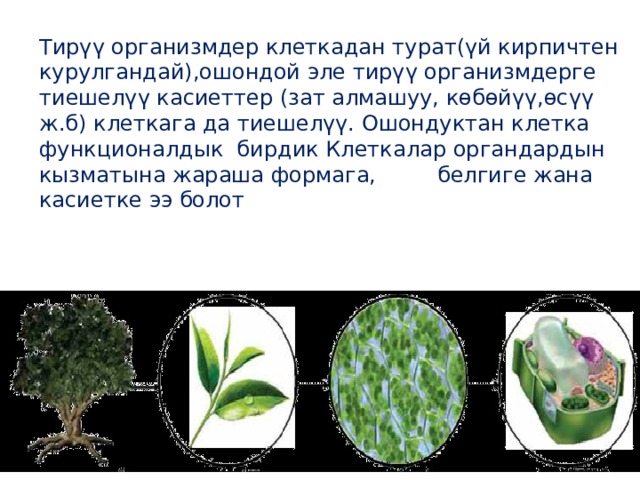 Тирүү организмдер клеткадан турат(үй кирпичтен курулгандай),ошондой эле тирүү организмдерге тиешелүү касиеттер (зат алмашуу, көбөйүү,өсүү ж.б) клеткага да тиешелүү. Ошондуктан клетка функционалдык бирдик Клеткалар органдардын кызматына жараша формага, белгиге жана касиетке ээ болот  