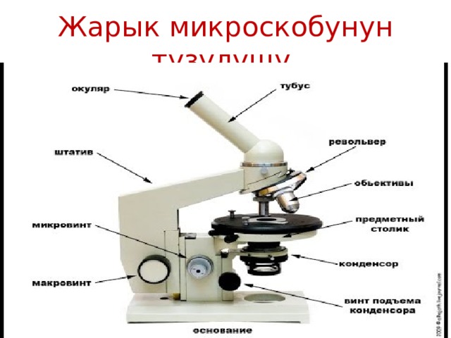 Жарык микроскобунун түзүлүшү  