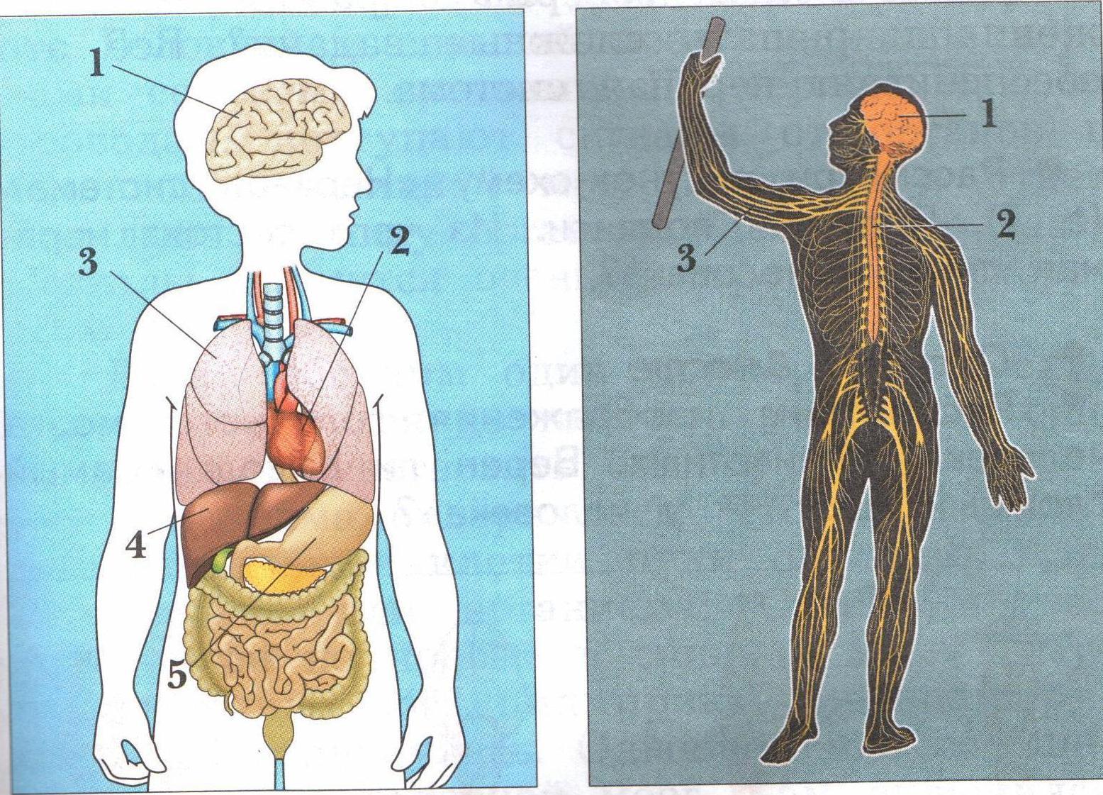 Анатомия человека органы 4 класс