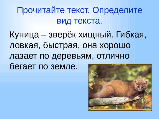 Прочитайте текст. Определите вид текста. Куница – зверёк хищный. Гибкая, ловкая, быстрая, она хорошо лазает по деревьям, отлично бегает по земле. 