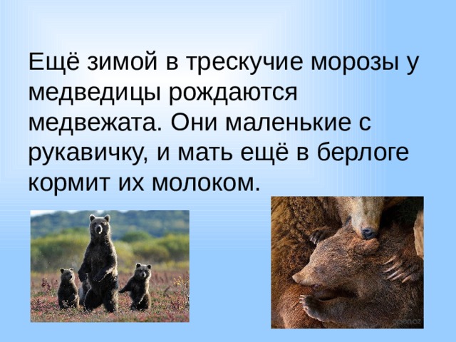 Ещё зимой в трескучие морозы у медведицы рождаются медвежата. Они маленькие с рукавичку, и мать ещё в берлоге кормит их молоком. 