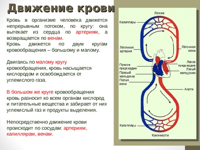 Схема движения крови по кругам кровообращения в организме собаки