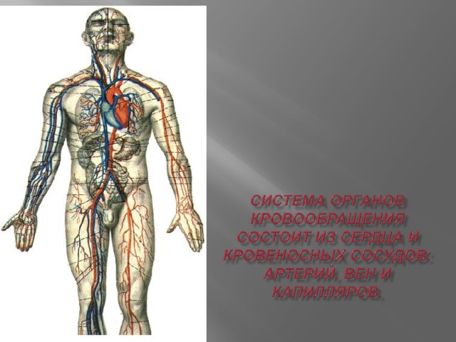 Кровеносная система презентация огэ