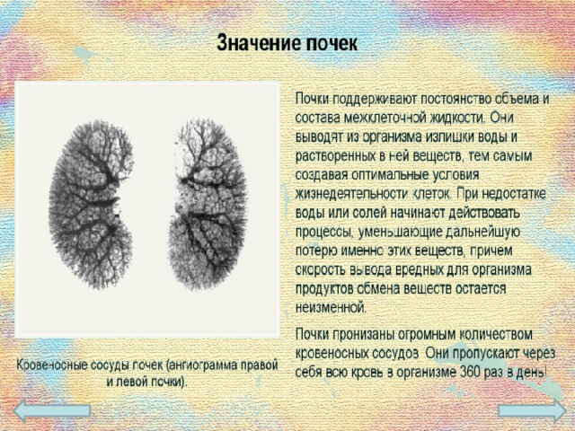 Что такое выделительная система человека 4 класс. Смотреть фото Что такое выделительная система человека 4 класс. Смотреть картинку Что такое выделительная система человека 4 класс. Картинка про Что такое выделительная система человека 4 класс. Фото Что такое выделительная система человека 4 класс