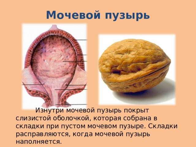 Что такое выделительная система человека 4 класс. Смотреть фото Что такое выделительная система человека 4 класс. Смотреть картинку Что такое выделительная система человека 4 класс. Картинка про Что такое выделительная система человека 4 класс. Фото Что такое выделительная система человека 4 класс