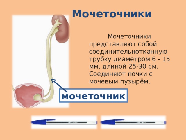 Что такое выделительная система человека 4 класс. Смотреть фото Что такое выделительная система человека 4 класс. Смотреть картинку Что такое выделительная система человека 4 класс. Картинка про Что такое выделительная система человека 4 класс. Фото Что такое выделительная система человека 4 класс