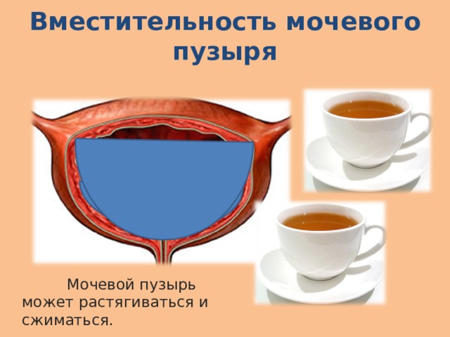 Что такое выделительная система человека 4 класс. Смотреть фото Что такое выделительная система человека 4 класс. Смотреть картинку Что такое выделительная система человека 4 класс. Картинка про Что такое выделительная система человека 4 класс. Фото Что такое выделительная система человека 4 класс