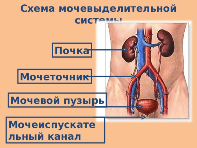 Что такое выделительная система человека 4 класс. Смотреть фото Что такое выделительная система человека 4 класс. Смотреть картинку Что такое выделительная система человека 4 класс. Картинка про Что такое выделительная система человека 4 класс. Фото Что такое выделительная система человека 4 класс
