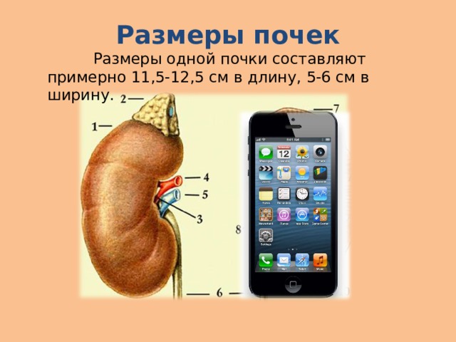 Что такое выделительная система человека 4 класс. Смотреть фото Что такое выделительная система человека 4 класс. Смотреть картинку Что такое выделительная система человека 4 класс. Картинка про Что такое выделительная система человека 4 класс. Фото Что такое выделительная система человека 4 класс