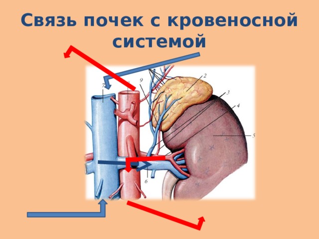 Что такое выделительная система человека 4 класс. Смотреть фото Что такое выделительная система человека 4 класс. Смотреть картинку Что такое выделительная система человека 4 класс. Картинка про Что такое выделительная система человека 4 класс. Фото Что такое выделительная система человека 4 класс