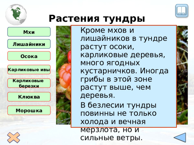 Растения тундры  Кроме мхов и лишайников в тундре растут осоки, карликовые деревья, много ягодных кустарничков. Иногда грибы в этой зоне растут выше, чем деревья.  В безлесии тундры повинны не только холода и вечная мерзлота, но и сильные ветры. Мхи Лишайники Осока Карликовые ивы Карликовые березки Клюква Морошка 