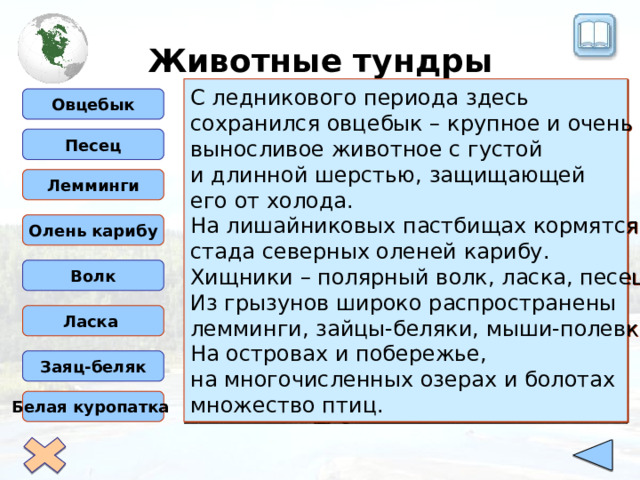 Животные тундры С ледникового периода здесь сохранился овцебык – крупное и очень выносливое животное с густой и длинной шерстью, защищающей его от холода. На лишайниковых пастбищах кормятся стада северных оленей карибу. Хищники – полярный волк, ласка, песец. Из грызунов широко распространены лемминги, зайцы-беляки, мыши-полевки. На островах и побережье, на многочисленных озерах и болотах множество птиц.  Овцебык   Песец  Лемминги Олень карибу Волк Ласка Заяц-беляк Белая куропатка 