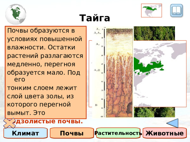 Тайга  Тайга – это зона умеренного пояса, в растительности которой преобладают хвойные деревья с примесью мелколиственных пород (береза, осина, ольха) Климат умеренный. Холодная снежная зима и влажное сравнительно теплое лето. Почвы образуются в условиях повышенной влажности. Остатки растений разлагаются медленно, перегноя образуется мало. Под его тонким слоем лежит слой цвета золы, из которого перегной вымыт. Это подзолистые почвы. Климат Почвы Растительность Животные 