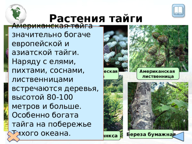 Растения тайги Американская тайга значительно богаче европейской и азиатской тайги. Наряду с елями, пихтами, соснами, лиственницами встречаются деревья, высотой 80-100 метров и больше. Особенно богата тайга на побережье Тихого океана. Американская лиственница Бальзамическая пихта Черная ель Белая ель Береза бумажная Сосна Банкса 