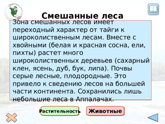 Смешанные леса Зона смешанных лесов имеет переходный характер от тайги к широколиственным лесам. Вместе с хвойными (белая и красная сосна, ели, пихты) растет много широколиственных деревьев (сахарный клен, ясень, дуб, бук, липа). Почвы серые лесные, плодородные. Это привело к сведению лесов на большей части континента. Сохранились лишь небольшие леса в Аппалачах. Растительность Животные 