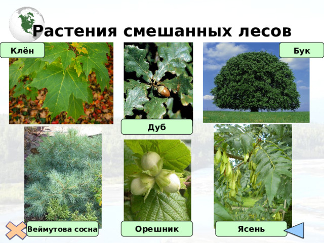 Растения смешанных лесов Клён Бук Дуб Орешник Ясень Веймутова сосна 