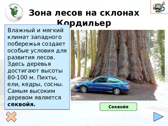 Зона лесов на склонах Кордильер Влажный и мягкий климат западного побережья создает особые условия для развития лесов. Здесь деревья достигают высоты 80-100 м. Пихты, ели, кедры, сосны. Самым высоким деревом является секвойя. Секвойя 