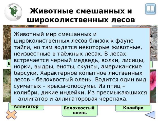 Животные смешанных и широколиственных лесов Животный мир смешанных и широколиственных лесов близок к фауне тайги, но там водятся некоторые животные, неизвестные в таёжных лесах. В лесах встречается черный медведь, волки, лисицы, норки, выдры, еноты, скунсы, американские барсуки. Характерное копытное лиственных лесов – белохвостый олень. Водится один вид сумчатых – крысы-опоссумы. Из птиц – колибри, дикие индейки. Из пресмыкающихся – аллигатор и аллигаторовая черепаха. Енот-полоскун Опоссум Аллигатор Белохвостый олень Колибри 