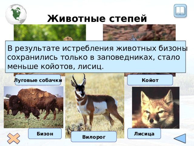 Животные степей В результате истребления животных бизоны сохранились только в заповедниках, стало меньше койотов, лисиц. Койот Луговые собачки Бизон Лисица Вилорог 