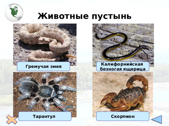 Животные пустынь Калифорнийская безногая ящерица Гремучая змея Тарантул Скорпион 