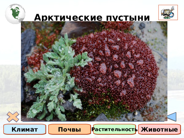 Арктические пустыни Климат Почвы Растительность Животные 