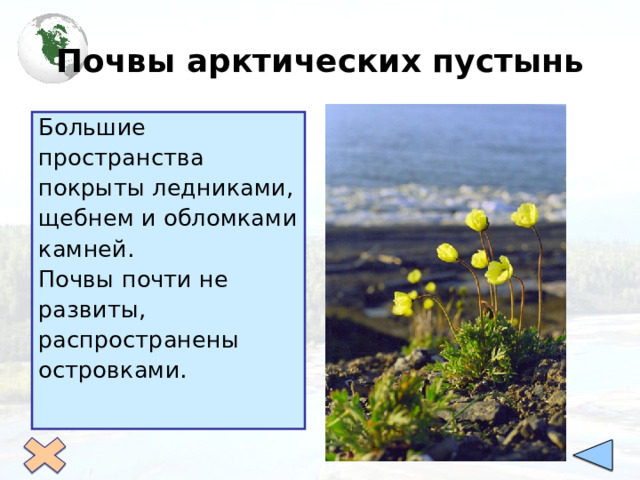 Почвы арктических пустынь Большие пространства покрыты ледниками, щебнем и обломками камней. Почвы почти не развиты, распространены островками. 