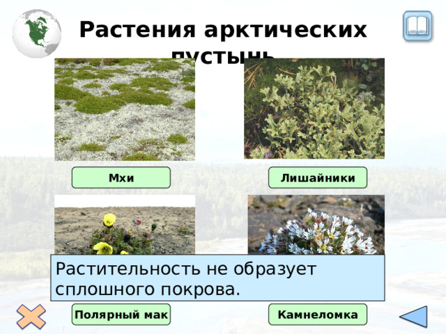 Растения арктических пустынь Мхи Лишайники Растительность не образует сплошного покрова. Полярный мак Камнеломка 