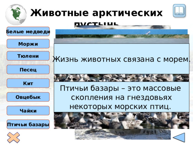 Животные арктических пустынь Белые медведи Моржи Жизнь животных связана с морем. Тюлени Песец Кит Птичьи базары – это массовые скопления на гнездовьях некоторых морских птиц. Овцебык Чайки Птичьи базары 