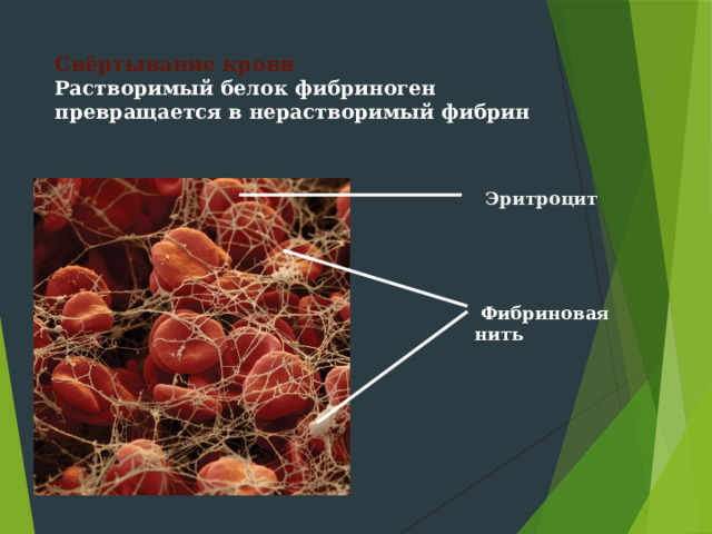 Свёртывание крови  Растворимый белок фибриноген превращается в нерастворимый фибрин Эритроцит  Фибриновая нить 