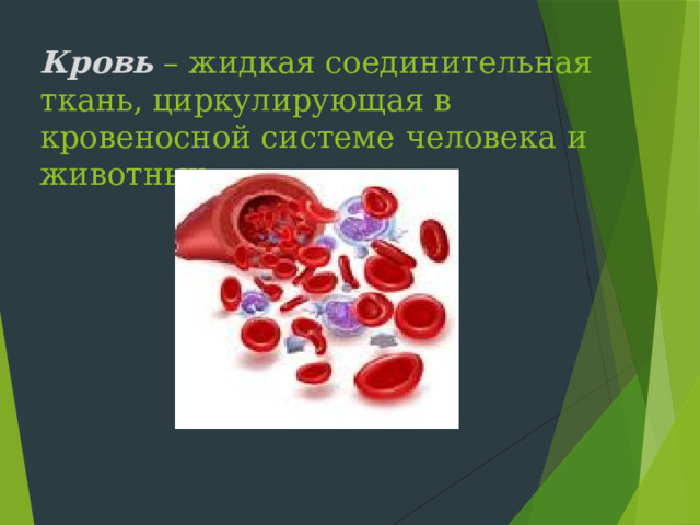 Кровь – жидкая соединительная ткань, циркулирующая в кровеносной системе человека и животных. 