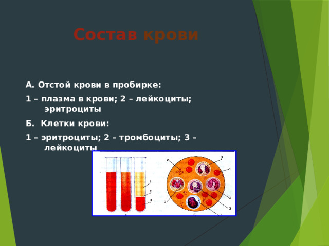 Состав крови А. Отстой крови в пробирке: 1 – плазма в крови; 2 – лейкоциты; эритроциты Б. Клетки крови: 1 – эритроциты; 2 – тромбоциты; 3 – лейкоциты  