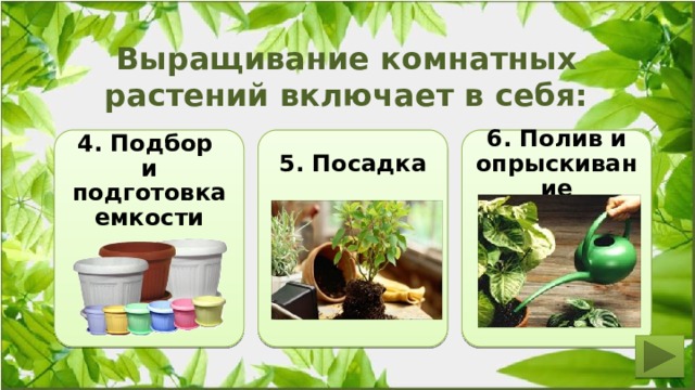  Выращивание комнатных растений включает в себя:  5. Посадка 6. Полив и опрыскивание 4. Подбор и подготовка емкости 