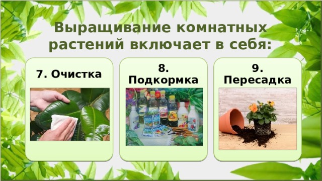  Выращивание комнатных растений включает в себя: 7. Очистка 8. Подкормка 9. Пересадка 