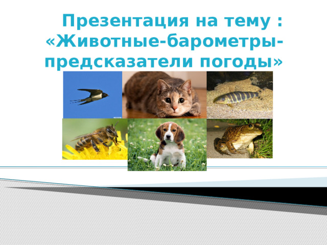 Презентация на тему :  «Животные-барометры-предсказатели погоды» 