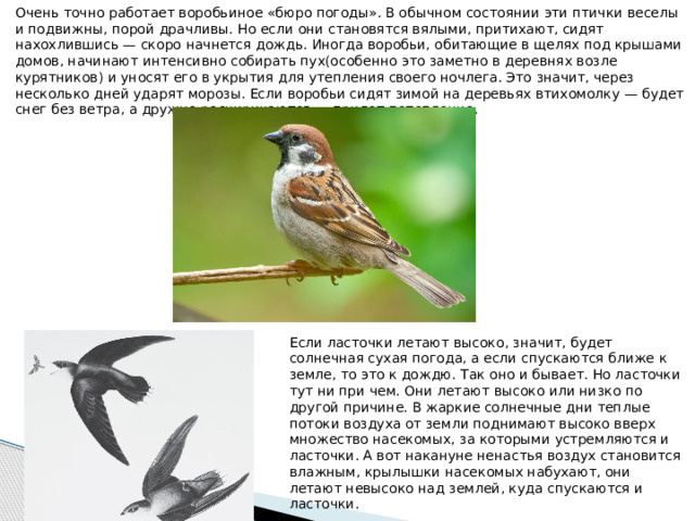 Очень точно работает воробьиное «бюро погоды». В обычном состоянии эти птички веселы и подвижны, порой драчливы. Но если они становятся вялыми, притихают, сидят нахохлившись — скоро начнется дождь. Иногда воробьи, обитающие в щелях под крышами домов, начинают интенсивно собирать пух(особенно это заметно в деревнях возле курятников) и уносят его в укрытия для утепления своего ночлега. Это значит, через несколько дней ударят морозы. Если воробьи сидят зимой на деревьях втихомолку — будет снег без ветра, а дружно расчирикаются — придет потепление. Если ласточки летают высоко, значит, будет солнечная сухая погода, а если спускаются ближе к земле, то это к дождю. Так оно и бывает. Но ласточки тут ни при чем. Они летают высоко или низко по другой причине. В жаркие солнечные дни теплые потоки воздуха от земли поднимают высоко вверх множество насекомых, за которыми устремляются и ласточки. А вот накануне ненастья воздух становится влажным, крылышки насекомых набухают, они летают невысоко над землей, куда спускаются и ласточки. 