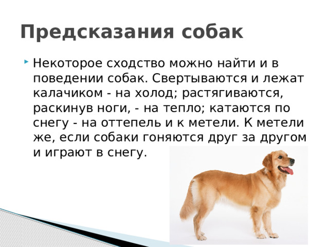 Предсказания собак Некоторое сходство можно найти и в поведении собак. Свертываются и лежат калачиком - на холод; растягиваются, раскинув ноги, - на тепло; катаются по снегу - на оттепель и к метели. К метели же, если собаки гоняются друг за другом и играют в снегу. 