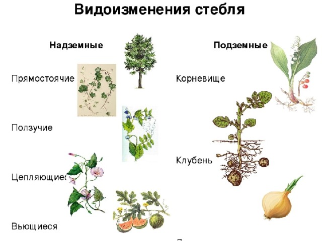 Презентация растения 5 класс биология пономарева