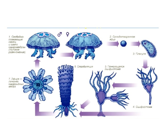 Размножение Яйцо – планула (личинка) – полип почкует новых полипов – полип почкует эфир – взрослая особь 
