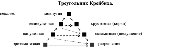 Треугольник крейбиха гистологическая картина